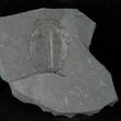 Elrathia Trilobite with Positive & Negative #12510-2